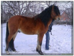 Печорская лошадь