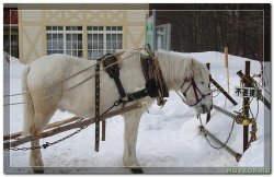 Пони Хоккайдо