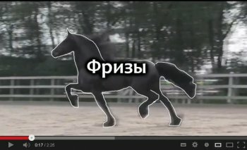 Видео фризы