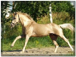 Лошади кински
