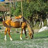Фото Адаевские лошади