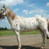 Алтайские лошади