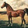 Американская верховая картинки