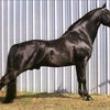 Американская верховая на фото