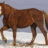 Американская кудрявая лошадь