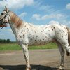 Алтайский конь