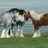 Американец лошадь