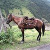 Албанская порода лошади