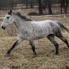 Американская кудрявая фотографии
