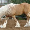 Американская кобыла