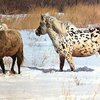 Алтайская кобыла