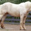 Американский конь
