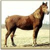 Американская кудрявая 