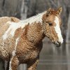Американская кудрявая башкирская фото
