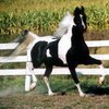 Американская верховая лошадь