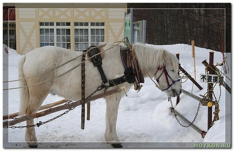 Пони Хоккайдо