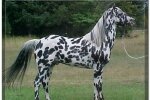 Чубарая масть