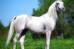 Серая масть лошадей